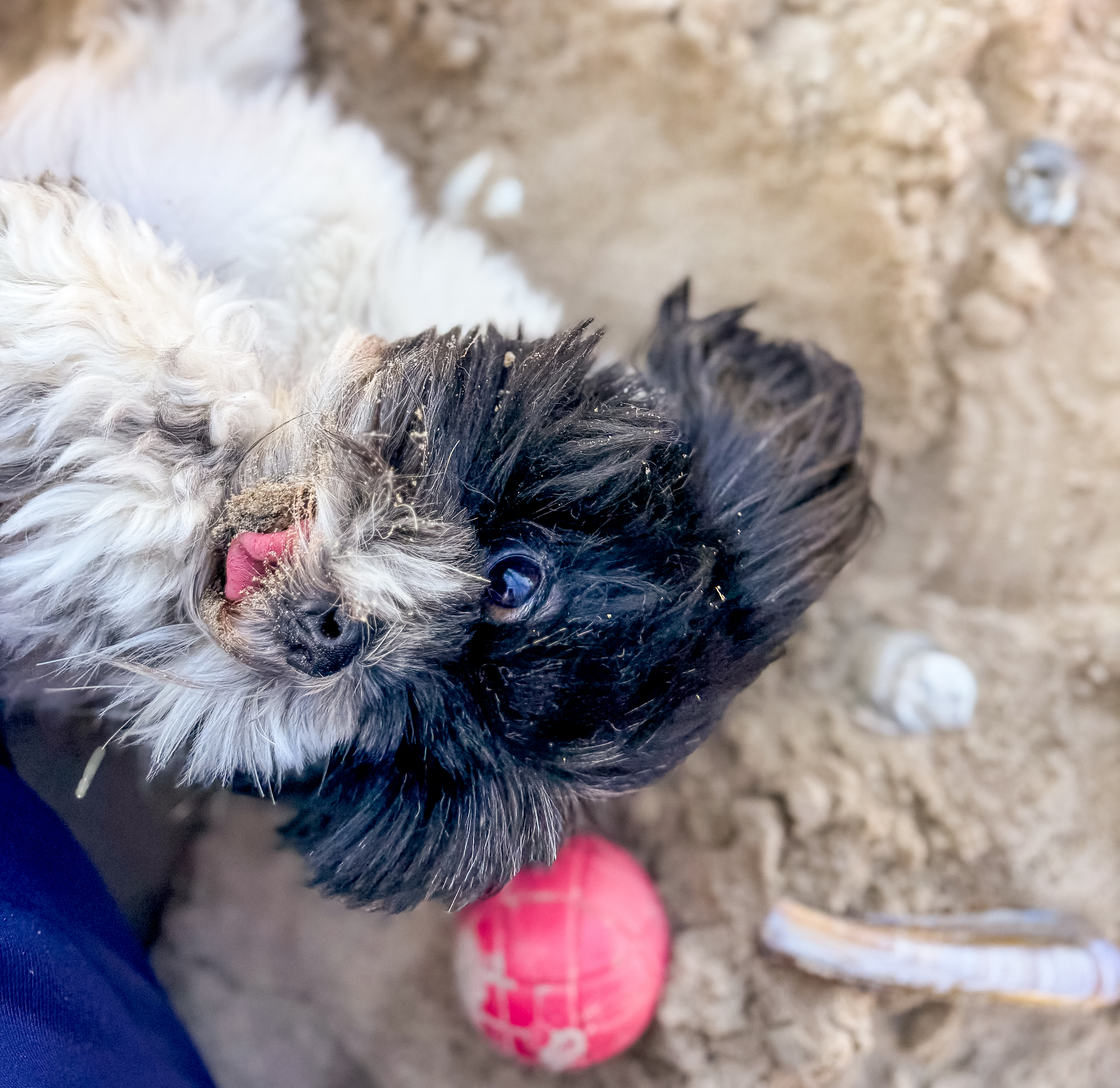 Vrouw in stil moment met haar hond